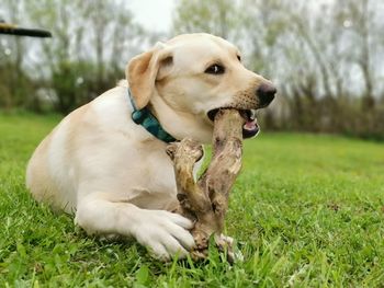 Dog looking away on field