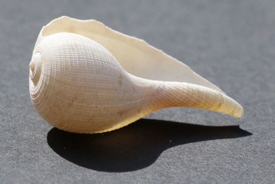 Close up of a tropical seashell on a black background with shadow