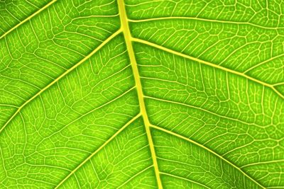 Full frame shot of green leaves