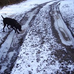 Dog looking away