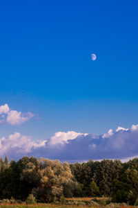 Low angle view of trees against blue sky