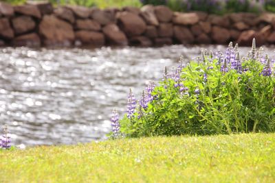 Purple flowering plants by sea