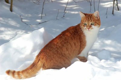 Portrait of white cat sitting on snow