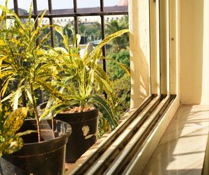 Potted plants on window sill