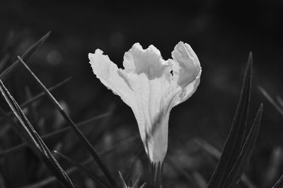 Close-up of white flower growing on field