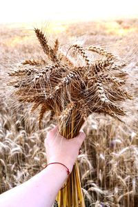 Close-up of human hand holding cereal plants on field