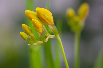 Close-up of yellow flowering plant