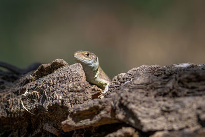 Close-up of frog