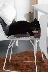 Cat sitting on table at home