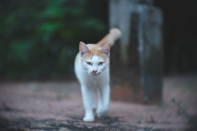 Portrait of cat standing outdoors