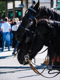 Man riding horse on street in city