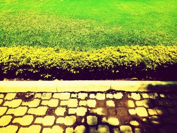 Yellow flowers growing on landscape