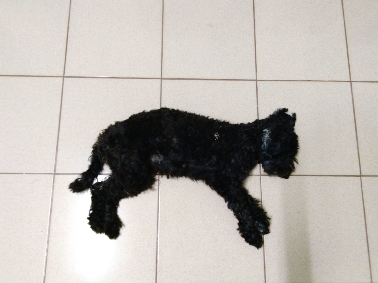 BLACK DOG WITH TILED FLOOR