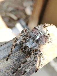 Close-up of spider