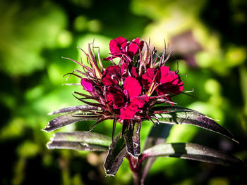 Close-up of pink flowers