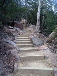 Staircase in forest