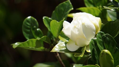 Close-up of white flowering plant