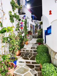 Potted plants outside building