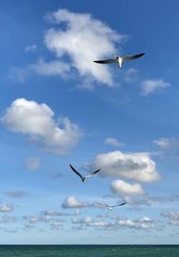 Low angle view of seagulls flying over sea