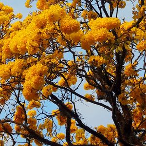 Low angle view of yellow flower tree