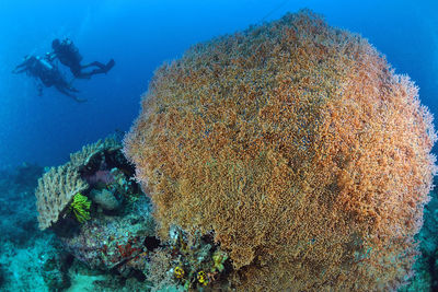View of coral in sea