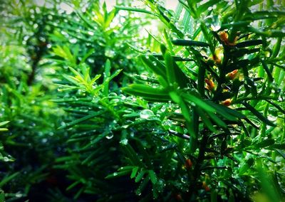 Close-up of green leaves