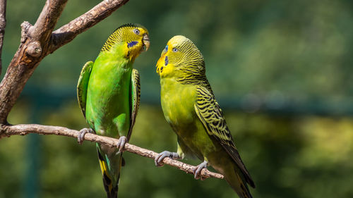 Close-up of parrot perching on tree