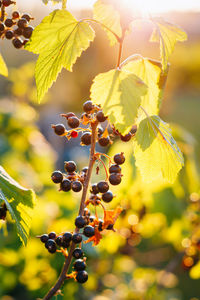 Close-up of grapes growing on tree