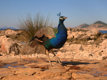 Peacock on field against clear blue sky