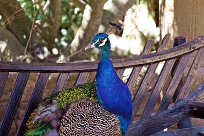 Close-up of peacock perching on railing