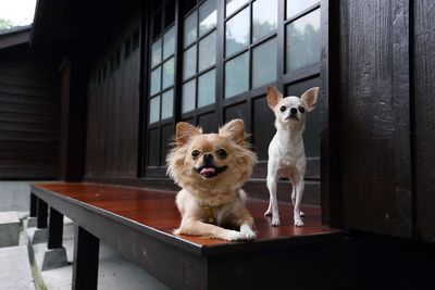 Portrait of dog sitting by window