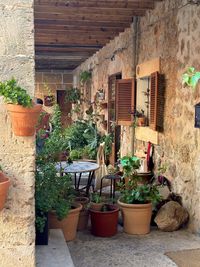 Potted plants in abandoned house