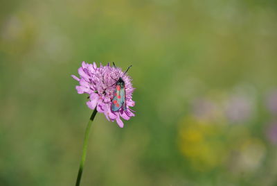 Close-up of insect on pink flower