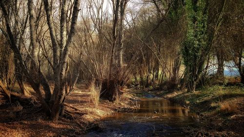 Bare trees in forest