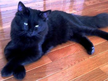 Cat lying on wooden floor