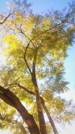 Low angle view of trees