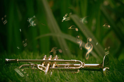 Close-up of grass on field