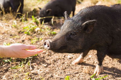 Close-up of a hand feeding