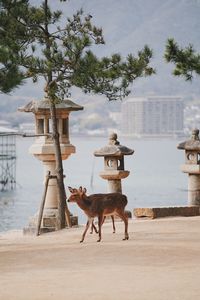 View of dog on the shore