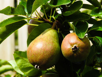 Close-up of apples on tree