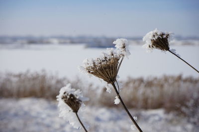 Close-up of snow on plant during winter