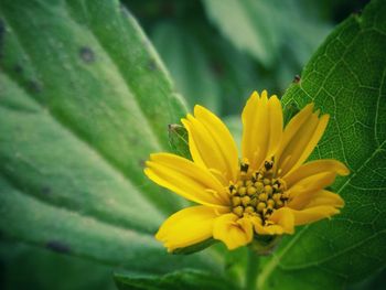 Close-up of yellow flower