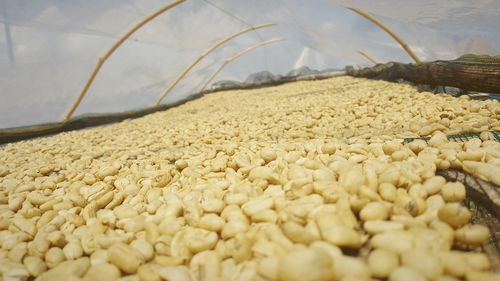 Close-up of coffee beans on shore