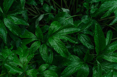 leaf