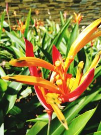 Close-up of day lily blooming outdoors