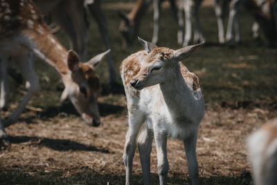 Deer standing in a field