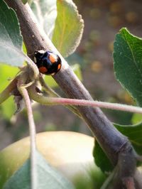 Close-up of ladybug on leaf