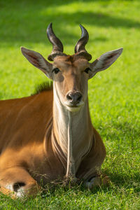 Close-up of common eland lying eyeing camera