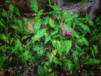 High angle view of plants