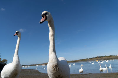 Large white mute swan swans young and cygnets in bevy group low level close up